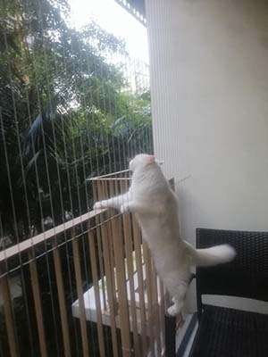 Pet Safety Invisible Grills1