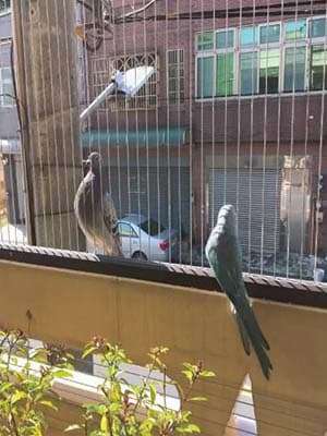 Pigeon Safety Invisible Grill’s1