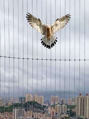 birds safety invisible grill’s